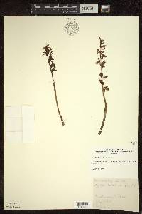 Corallorhiza striata image