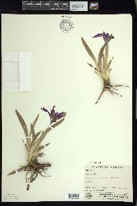 Iris pumila image