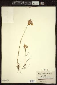 Arethusa bulbosa image