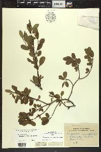 Ilex mucronata image