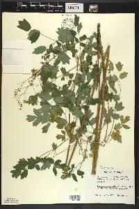 Thalictrum amphibolum image