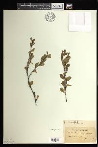 Betula pumila image