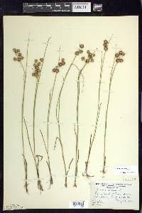 Juncus nodosus image