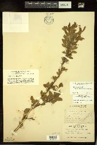 Ilex mucronata image