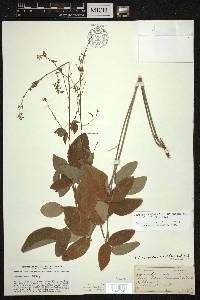 Desmodium glabellum image