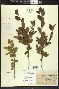 Ilex mucronata image