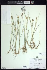 Juncus nodosus image