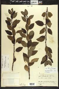 Ilex mucronata image