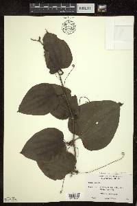 Smilax tamnoides image