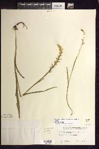 Platanthera dilatata image