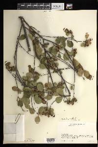 Betula pumila image