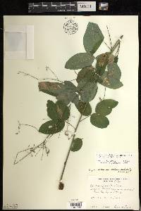 Desmodium glabellum image