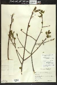 Ilex mucronata image