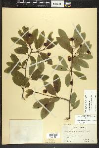 Ilex mucronata image