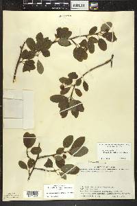 Ilex mucronata image