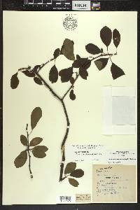 Ilex mucronata image