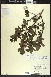 Ilex mucronata image