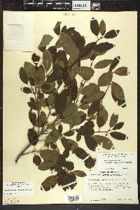 Ilex mucronata image