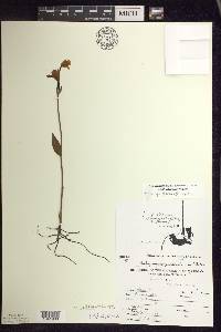 Pogonia ophioglossoides image