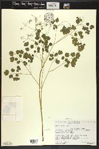 Thalictrum dioicum image