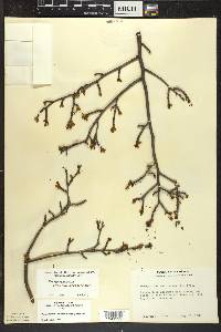 Ilex mucronata image