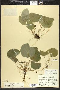 Viola renifolia image