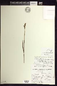 Spiranthes romanzoffiana image