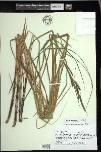 Carex emoryi image