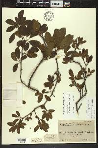 Ilex mucronata image