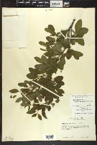 Ilex mucronata image