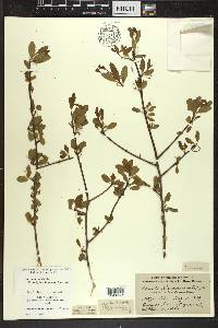 Ilex mucronata image