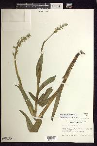 Platanthera aquilonis image