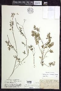 Chaerophyllum procumbens image