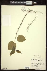 Smilax tamnoides image