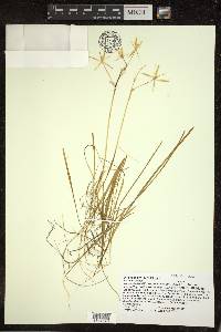 Ornithogalum umbellatum image