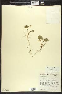 Viola blanda image