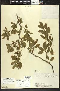 Ilex mucronata image