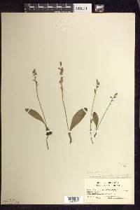 Platanthera obtusata image