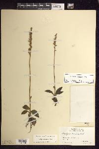 Goodyera tesselata image