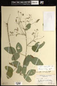 Desmodium glabellum image