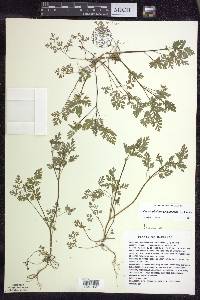 Chaerophyllum procumbens image