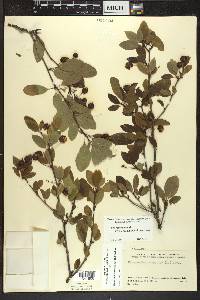 Ilex mucronata image