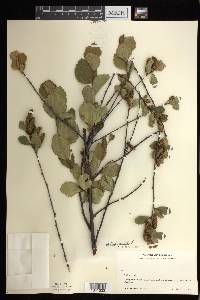 Betula pumila image