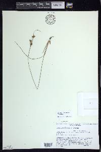 Juncus greenei image