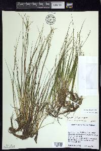 Juncus pelocarpus image