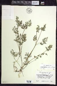 Chaerophyllum procumbens image