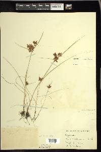 Cyperus diandrus image