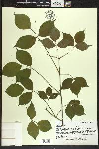 Staphylea trifolia image