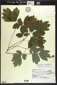 Caulophyllum giganteum image