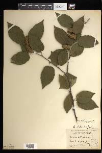 Betula alleghaniensis image